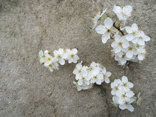 Fototapeta na wymiar A branch with white flowers on the background close-up, a branch from a tree in spring with flowers