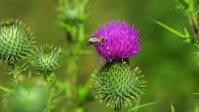 A bee collects pollen from a silybum flower. Medical plants