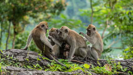 A family of long-tailed macaque monkeys playing in nature in Singapore.