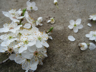 A branch with white flowers on the background close-up, a branch from a tree in spring with flowers

