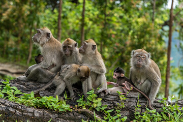 A family of long-tailed macaque monkeys playing in nature in Singapore.