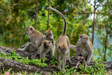 Naklejka premium A family of long-tailed macaque monkeys playing in nature in Singapore.