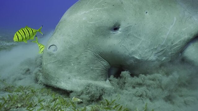Portrait of Dugong eat green seagrass on the seabed. Close up of Sea Cow accompanied by school of Golden Trevally fish eating Smooth ribbon seagrass on seagrass meadow