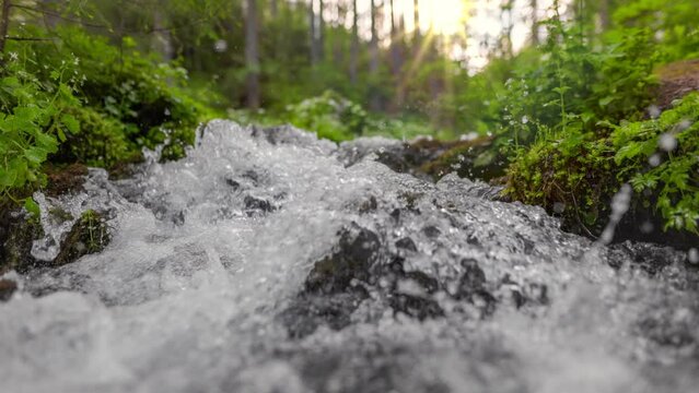 Fast stream in green forest with small waterfalls. Crystal clear water in small mountain river in the forest. Slow motion, steadicam shot