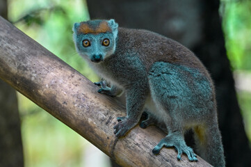 Crowned lemur (Eulemur Coronatus), endemic lemur from northern Madagascar