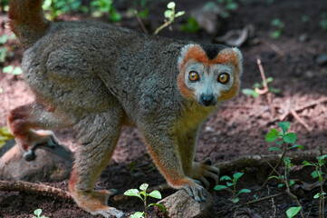 Crowned lemur (Eulemur Coronatus), endemic lemur from northern Madagascar
