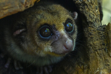 Grey mouse lemur Microcebus murinus, close up,portrait, Madagascar nature