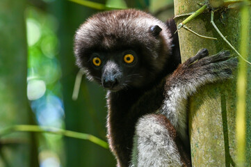 Sifaka lemur , Madagascar nature