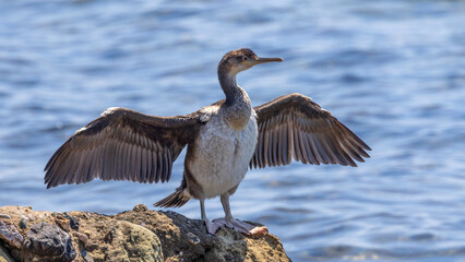 Colourful Birds, photographed in Turkey. 