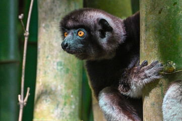 Sifaka lemur , Madagascar nature