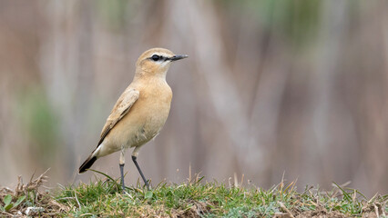Birds, that I photographed in Turkey in 2023.