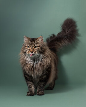 Longhaired funny cat licking, studio shot. Siberian fluffy cat with tongue out on dark turquoise background. High quality photo