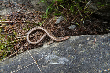 Closeup on a slow worm, a nlimbless lizard reptile, Anguis fragilis hiding among the rocks in the Austrian alps