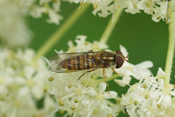 Closeup on a small marmalade hoverfly, Episyrphus balteatus sitting on a white flower