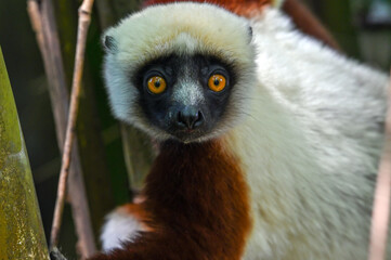Sifaka lemur , Madagascar nature
