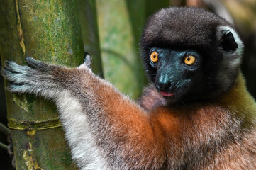 Sifaka lemur , Madagascar nature