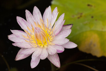 pink water lily