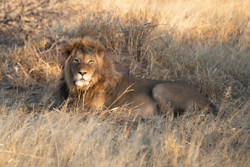 a large lion searching for prey in the grasslands of the Kalahari Desert in Namibia.