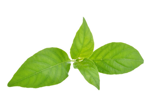 Andrographis paniculata plant transparent png