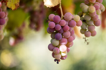 Bunches of grapes in the process of maturation