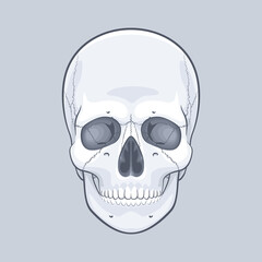 Human skull lower jaw and teeth illustration