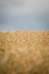 Łąki, uprawy i kwiaty polne © Freshfanpage