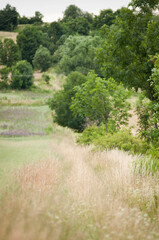 Łąki, uprawy i kwiaty polne © Freshfanpage