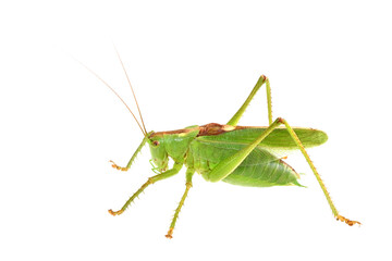 バッタ、ヤブキリ