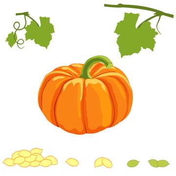 Image of pumpkin, pumpkin leaf, pumpkin seeds peeled for halloween.
