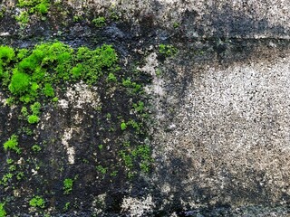 Fototapeta premium green moss on the stone