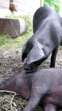 Farmhouse Scene of Pig Teasingly Biting Another's Ear, in Vertical Video