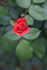Naklejka premium Red rose