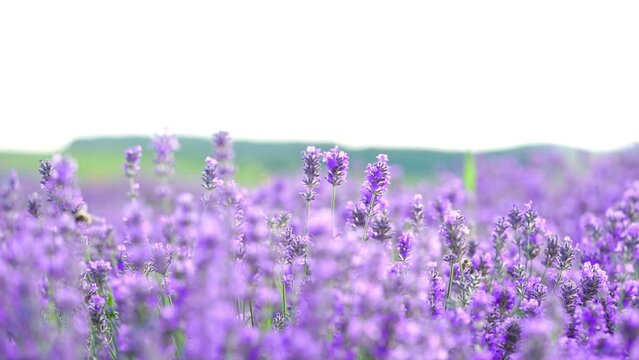 Bees on purple lavender flowers field. Natural background. Close up