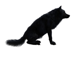 Black wolf (canis lupus) sitting, shown from the side