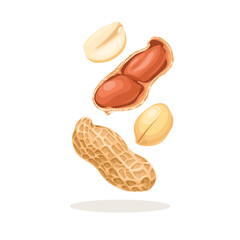 Vector illustration, whole and peeled peanuts, isolated on white background.