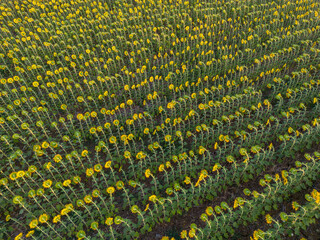 wonderful views of the sunflower fields, the beauty of the sunset and the power of agriculture