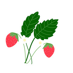 strawberry with leaves illustration hand drawn,transparency 