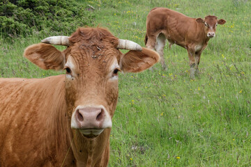 vache et veau