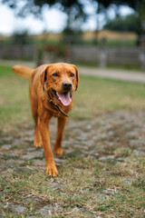 portrait of a brown labrador retriever dog in the garden in shallow depth of field in Piedmont