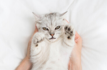 Small Scottish fold kitten lying down on white bed of relaxing with woman hand touch.