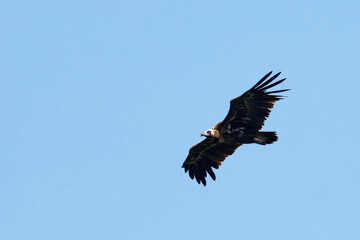 Vautour moine - Aegypius monachus 