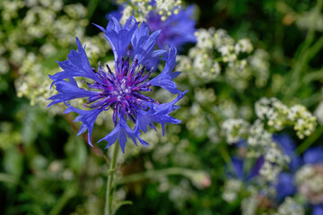  Bleuet - Cyanus segetum