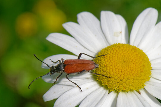 stictoleptura rubra - le lepture rouge