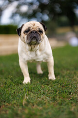 Obraz premium pug dog in the garden