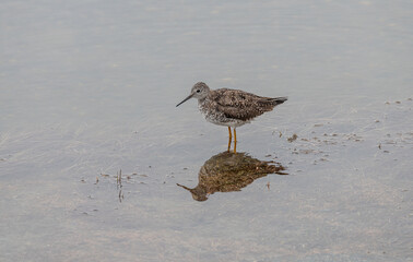 Yellowlegs wading bird in Pippin Lake, Alaska, USA