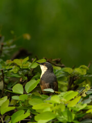blackbird on a branch
