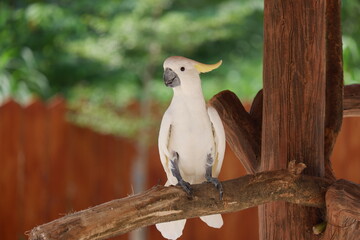 A cute white cockatoo bird with a black beak perches on a tree branch at a zoo in Solo, Indonesia
