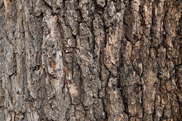 old tree bark as background and texture horizontal composition
