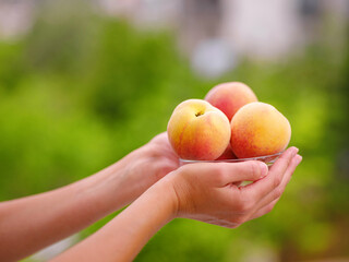 woman holding bowl of fresh peaches in her hands while standing in garden. Harvest background. Organic fruits. Farmer's market.