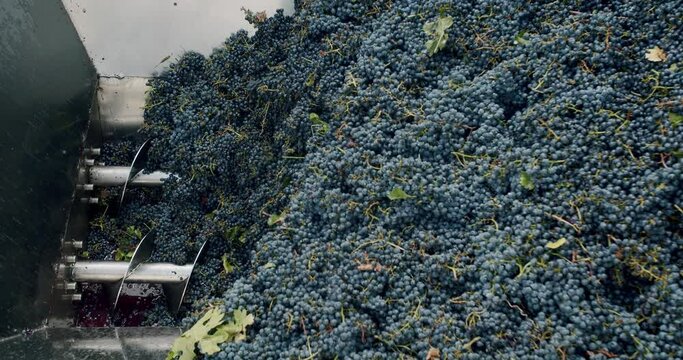 Making Wine At Winery Grape sheller at the work with red grapes. Stemmer crusher crushing grapes at a winery. Wine making process. Red grapes in the grape crusher machine.